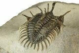 Short-Fork Walliserops Hammi Trilobite - Foum Zguid, Morocco #179603-3